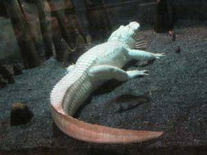Albino Alligator in SC