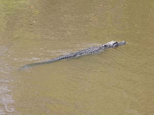 Alligator in LA