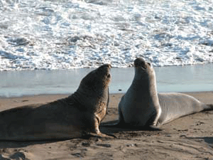 Elephant Seals in CA