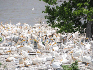 White Pelican Flock