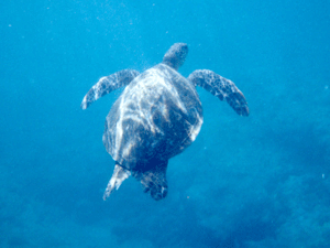 Sea Turtle in HI