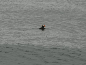 Tufted Puffin in CA