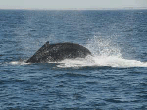 Humpback Whale in MA
