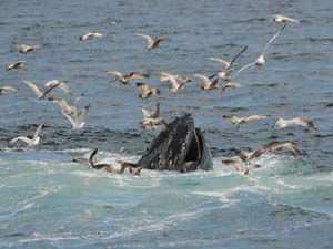 Humpback Whale in MA