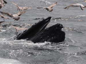 Humpback Whale in MA