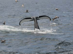 Humpback Whale in MA