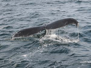 Humpback Whale in MA