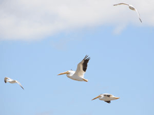 White Pelicans 