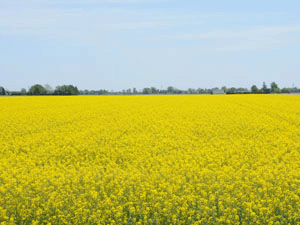 Ontario Canola Field