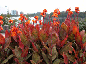 Niagara Falls flowers