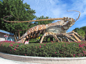 Carribean Spiny Lobster
